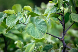 What is Kava Its Uses and Risks image